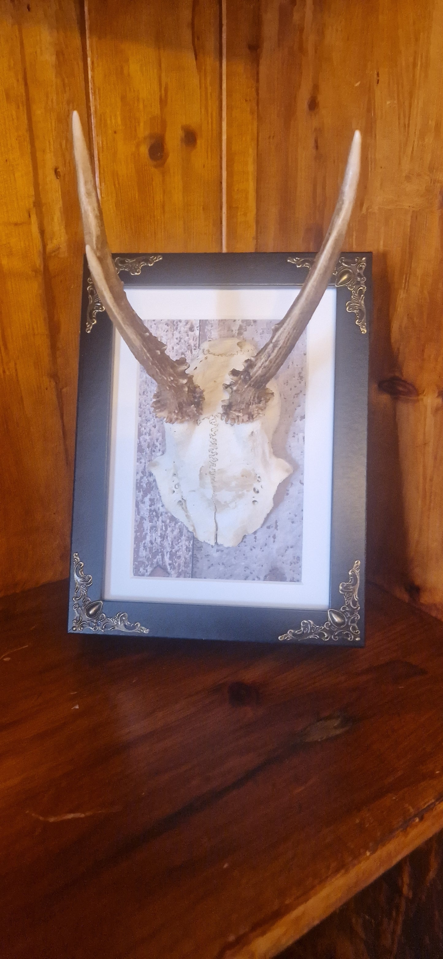 Roe Buck Antler Frame